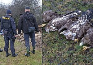 Na Klatovsku našli čtyři mrtvé orly, někdo je zřejmě otrávil.