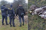 Na Klatovsku našli čtyři mrtvé orly, někdo je zřejmě otrávil.