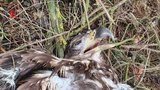 Na břiše se zaťatými pařáty: Otrávili vzácného orla mořského, našli ho u Lednice