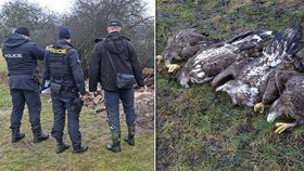 Čtyři orly mořské na Klatovsku někdo otrávil: Policisté případ odložili, viník se nenašel