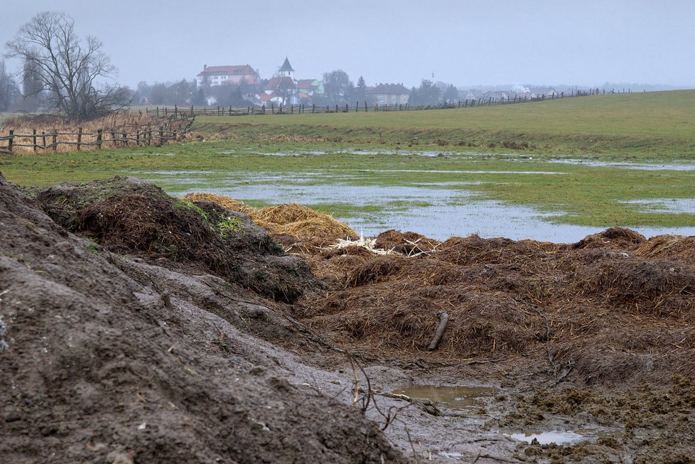 Na Klatovsku našli čtyři mrtvé orly, někdo je zřejmě otrávil.