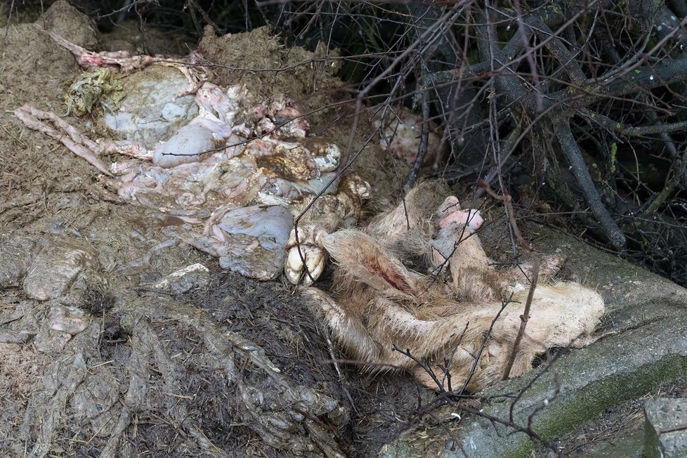 Na Klatovsku našli čtyři mrtvé orly, někdo je zřejmě otrávil.