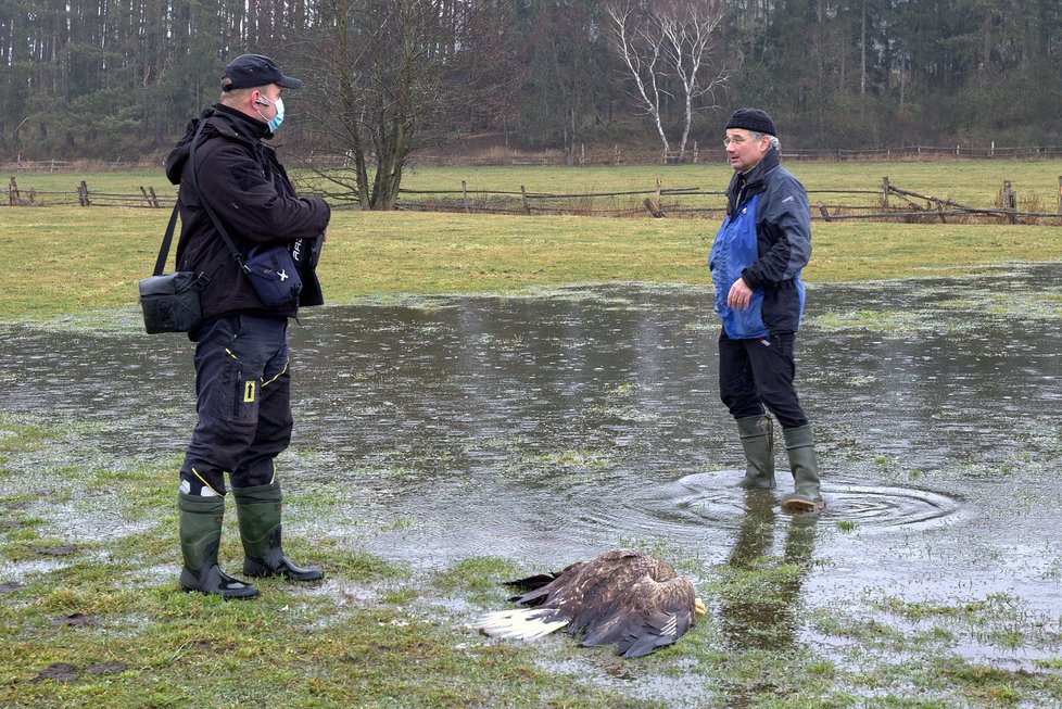 Na Klatovsku našli čtyři mrtvé orly, někdo je zřejmě otrávil.