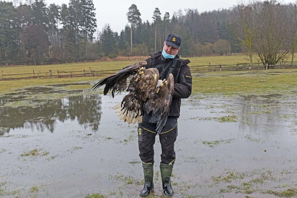 Na Klatovsku našli čtyři mrtvé orly, někdo je zřejmě otrávil.