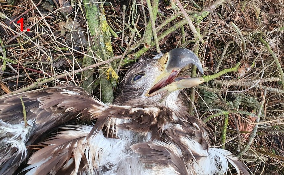 Na Klatovsku našli čtyři mrtvé orly, někdo je zřejmě otrávil.