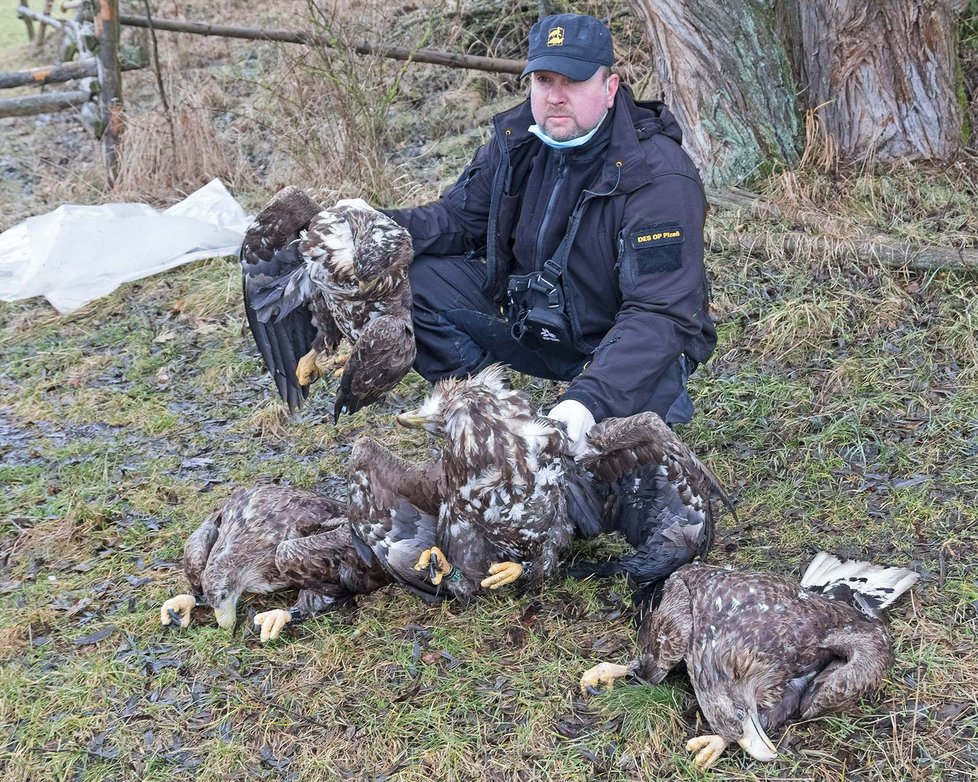 Na Klatovsku našli čtyři mrtvé orly, někdo je zřejmě otrávil.