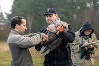 Orel mořský se „záhadou“ v žaludku je už volný: Na svobodě ho ale sleduje vysílačka