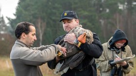 Orla mořského, kterému veterinář vyndal ze žaludku kroužky ze sežraného poštovního holuba, se už zotavil a zvířecí záchranáři ho vypustili zpět do přírody.