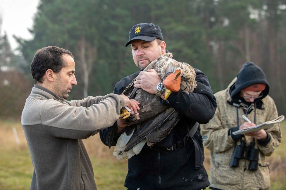 Orla mořského, kterému veterinář vyndal ze žaludku kroužky ze sežraného poštovního holuba, se už zotavil a zvířecí záchranáři ho vypustili zpět do přírody.