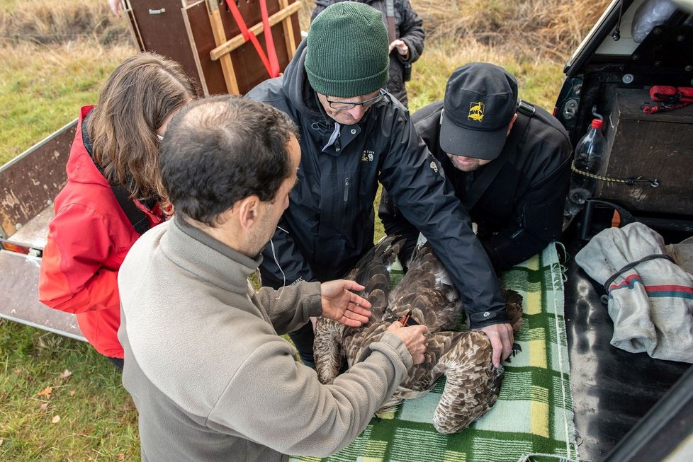 Orla mořského, kterému veterinář vyndal ze žaludku kroužky ze sežraného poštovního holuba, se už zotavil a zvířecí záchranáři ho vypustili zpět do přírody.