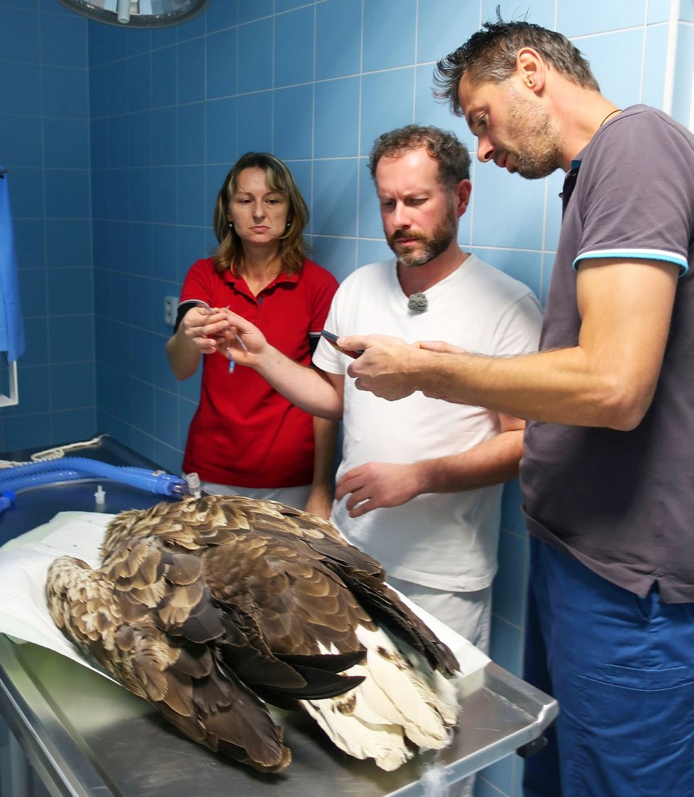 Orla mořského na veterině operují, endoskopem z něho vytahují „záhadné“ předměty.