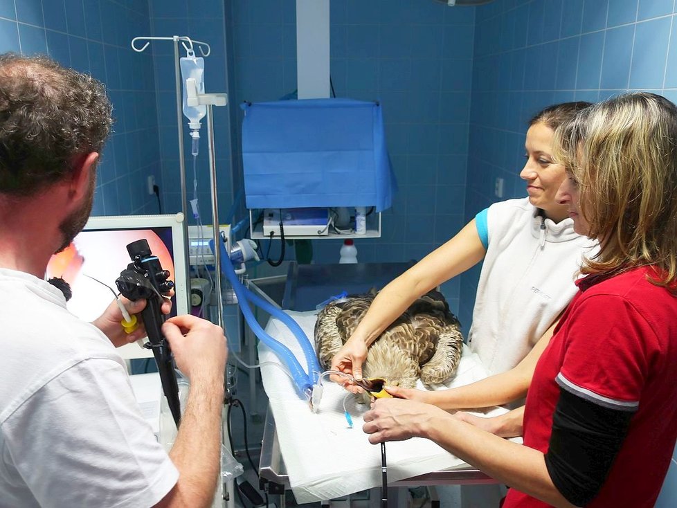 Orla mořského na veterině operovali, endoskopem a vytáhli z něho „záhadné“ předměty.