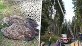 Na Karlovarsku někdo otrávil samičku orla mořského. Hasiči našli v hnízdě i mrtvé mládě!