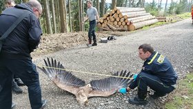 Na Karlovarsku zřejmě někdo otrávil samici orla mořského, uhynulo také mládě.