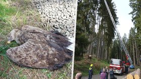 Na Karlovarsku zřejmě někdo otrávil samici orla mořského, uhynulo také mládě.