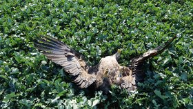 Ornitologové zuří: Další orel mořský se otrávil zakázaným pesticidem.
