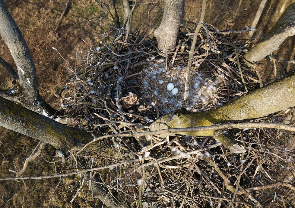 Ornitologové zuří: Další orel mořský se otrávil zakázaným pesticidem