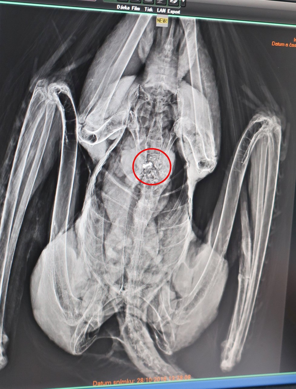 Na rentgenu orla se ukázaly neznámé předměty. Byly to kroužky z polského holuba, kterého pozřel.