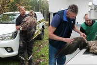 Zraněného orla vyprostili ze zarostlé rokle: Dravec měl poraněnou páteř