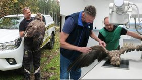 Orel mořský, objevený ve strži na Rokycansku, má poraněnou páteř.