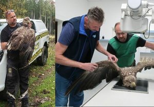 Orel mořský, objevený ve strži na Rokycansku, má poraněnou páteř.