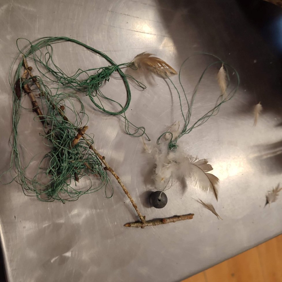 Ochránci přírody našli v Jakartovicích oběšenou orlici. Zamotala se do rybářského vlasce.