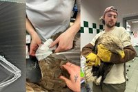 Kruťas postřelil orla mořského: Vážně zraněný dravec podstoupil náročnou operaci