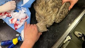 Postřelený orel mořský se podrobil operaci, zotavuje se ve vlašimské záchranné stanici.