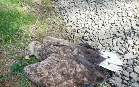 Mrtvá orlí samice ležela pod hnízdem