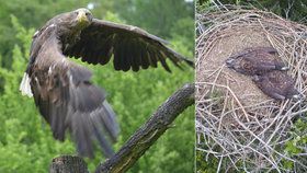 Mláďata orla na Jihlavsku někdo otrávil přímo v hnízdě! Mrtví jsou asi i rodiče.