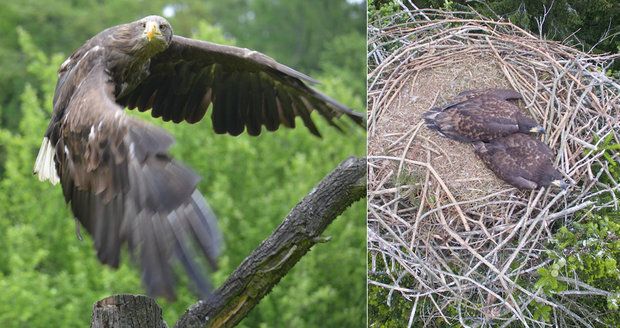 Mláďata orla na Jihlavsku někdo otrávil přímo v hnízdě! Mrtví jsou asi i rodiče