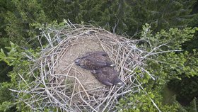 Mláďata orla na Jihlavsku někdo otrávil přímo v hnízdě! Mrtví jsou asi i rodiče.