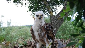 Mládě orla královského na hnízdě zachycené při kroužkování