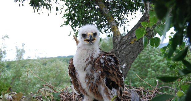Mládě orla královského na hnízdě zachycené při kroužkování (Ilustrační foto)