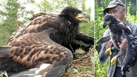 Jen na Jihlavsku ochránci přírody nyní evidují dvě obsazená hnízda orlů mořských s mláďaty, které bedlivě hlídají. Před pár týdny totiž neznámý zloděj na Havlíčkobrodsku mladé orly z hnízda ukradl.
