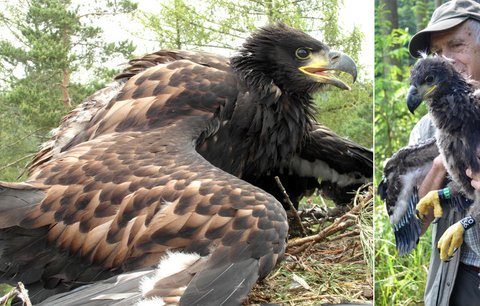 Tajná  akce ornitologů na Vysočině: Okroužkovali orlí puberťáky!