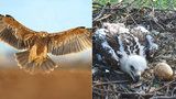Skvělá zpráva: Ohrožená orlí rodina na jižní Moravě se letos rozrostla o šestici mláďat 