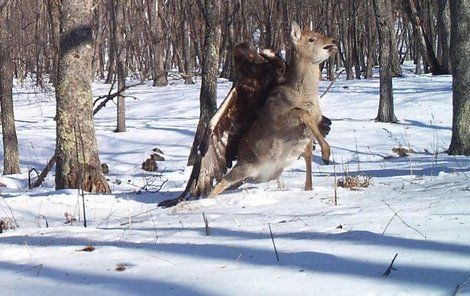 Orel se na jelena snesl zezadu.