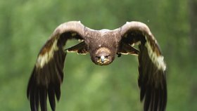 Orel skalní v letu. Je jedním z největších orlů na severní polokouli a hned po orlu mořském největší dravec, který se vyskytuje v Česku.