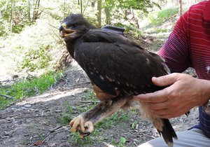 Mláděti orla křiklavého dali ochránci přírody z bartošovické záchranné stanice na nohu vysílačku, díky které mohou sledovat jeho polohu.