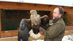 Vedoucí záchranné stanice Makov Libor Šejna drží v ruce uzdraveného orla s vysílačkou krátce před vypuštěním.