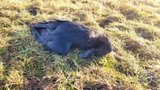 Mrtvého orla mořského našli u Rožmitálu: Nejspíš ho někdo otrávil!