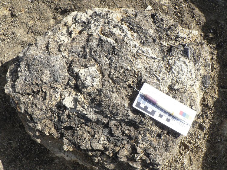 Fosilie orlí kostry z jezera Pimpa