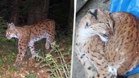 Lovci chtěli do české přírody vypustit tygry?! Policie vyšetřuje štvanici bez povolení