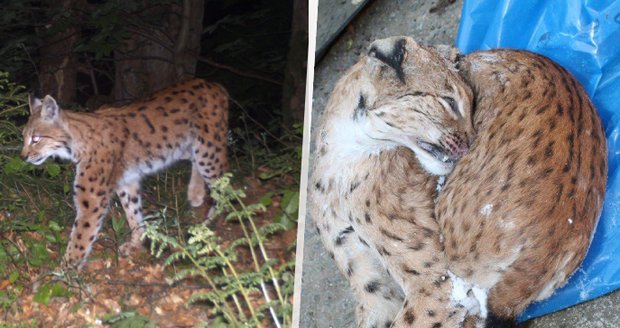 Lovci chtěli do české přírody vypustit tygry?! Policie vyšetřuje štvanici bez povolení