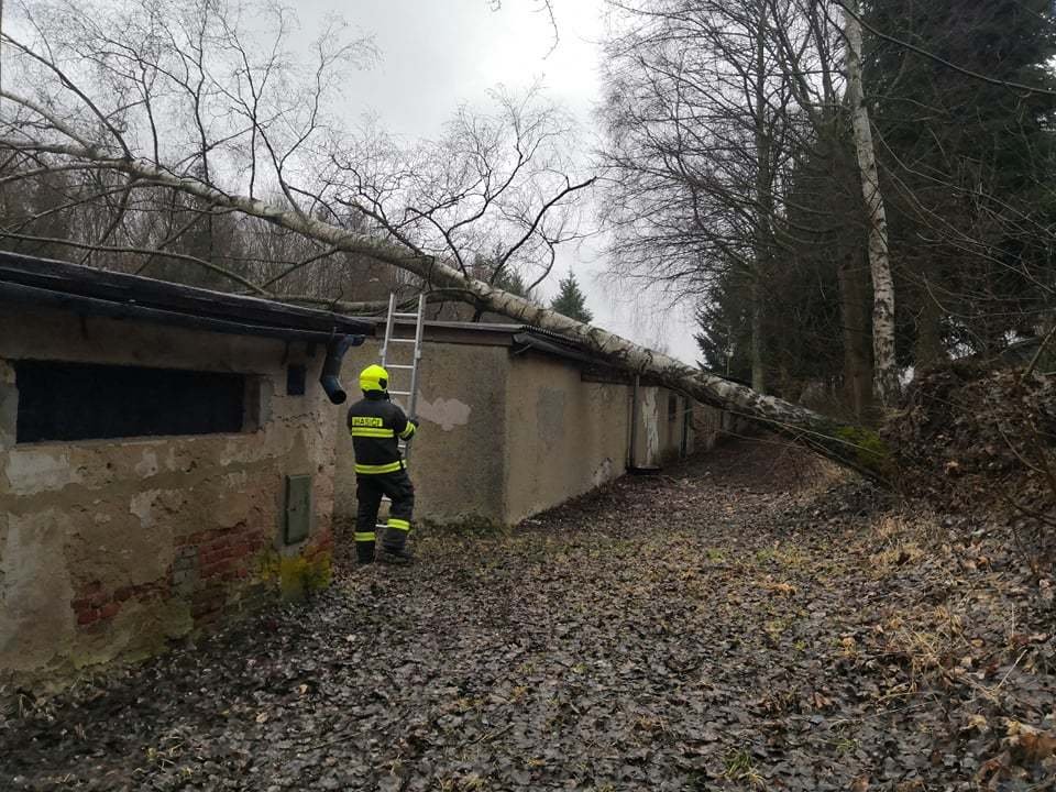 Spadlé stromy po orkánu Yulia v Karlovarském kraji