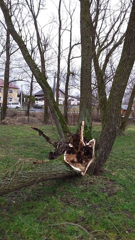 Spadlé stromy po orkánu Yulia v Karlovarském kraji