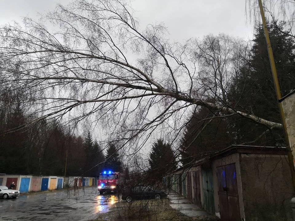 Spadlé stromy po orkánu Yulia v Karlovarském kraji