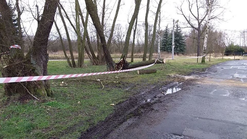 Spadlé stromy po orkánu Yulia v Karlovarském kraji