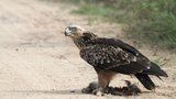 Lidé zuří! Pytláci pokáceli strom s mláďaty kriticky ohroženého orla